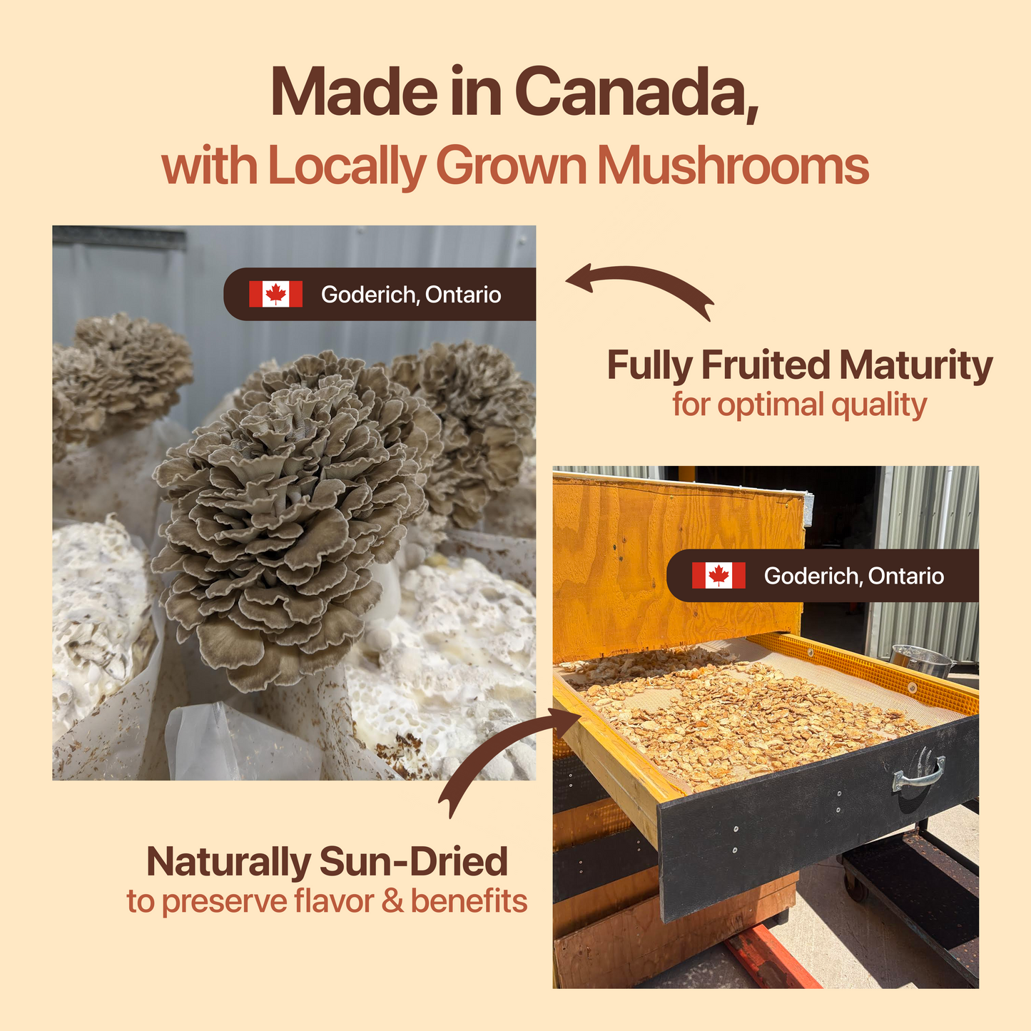 Functional Mushroom Coffee