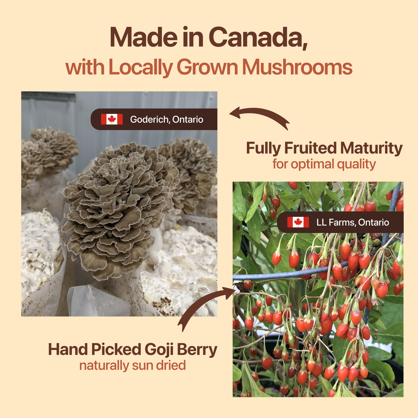 Functional Mushroom Coffee
